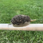 Nevis Method XL Pontyozó feeder kosár 40gr