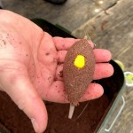 Nevis Method XL Pontyozó feeder kosár 60gr